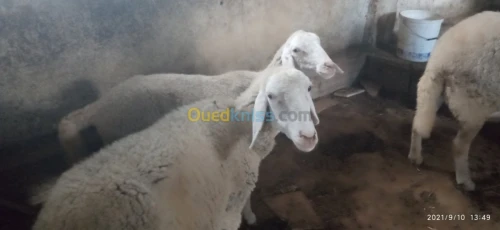 Troupeau de brebis et de moutons 