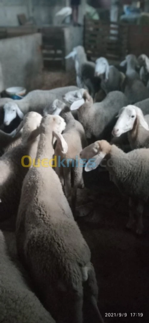 Troupeau de brebis et de moutons 