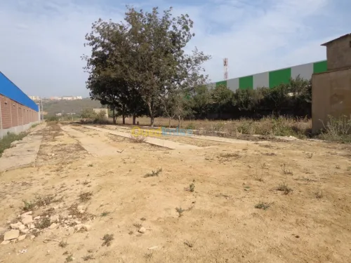 Vente Terrain Tipaza Kolea