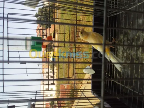 canari ordiner