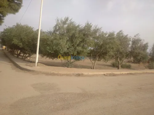 Vente Terrain Ain defla Khemis miliana