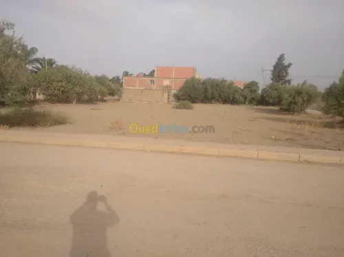 Vente Terrain Ain defla Khemis miliana