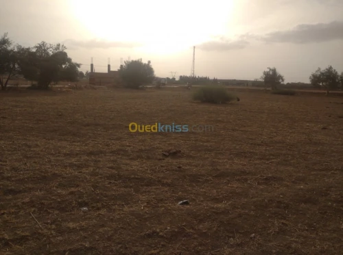 Vente Terrain Ain defla Khemis miliana