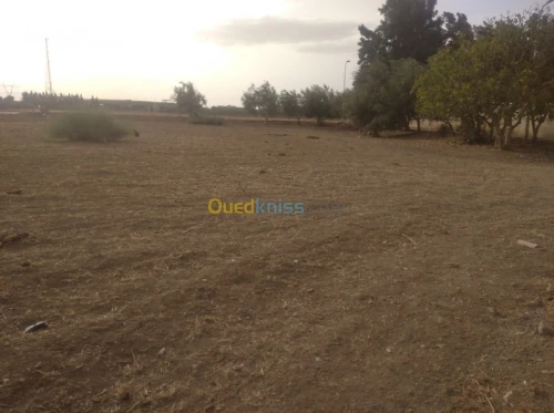 Vente Terrain Ain defla Khemis miliana