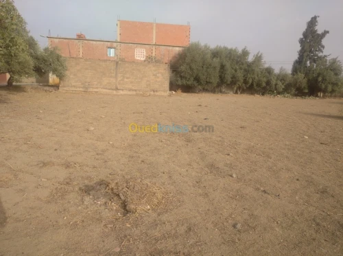 Vente Terrain Ain defla Khemis miliana