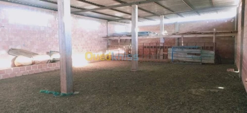 Vente Terrain Agricole Biskra El outaya