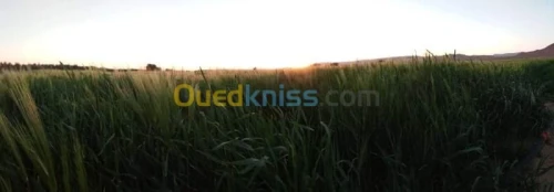 Vente Terrain Agricole Biskra El outaya