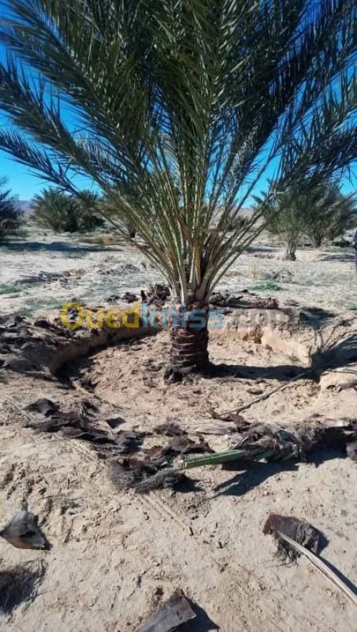Vente Terrain Agricole Biskra El outaya