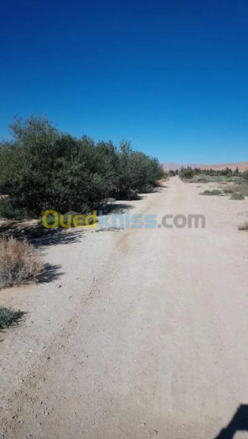 Vente Terrain Agricole Biskra El outaya