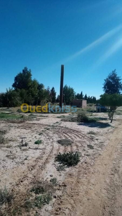 Vente Terrain Agricole Biskra El outaya
