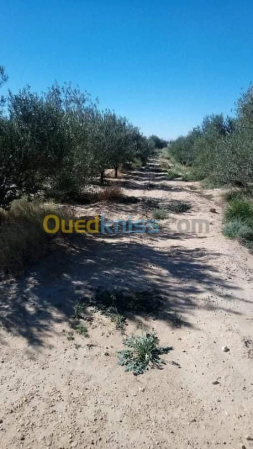 Vente Terrain Agricole Biskra El outaya
