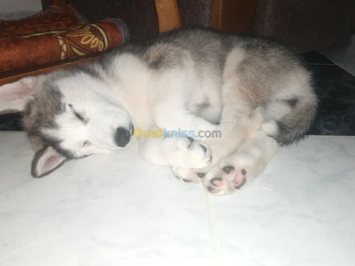 Chien husky de race Sibérie 