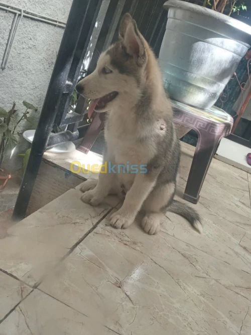 Chien husky de race Sibérie 