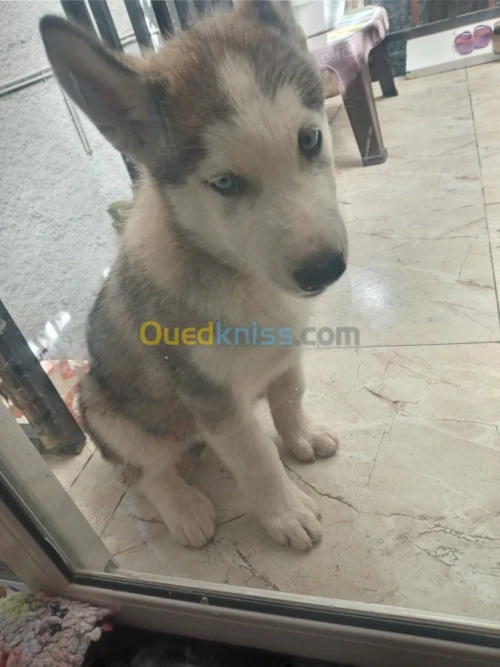 Chien husky de race Sibérie 