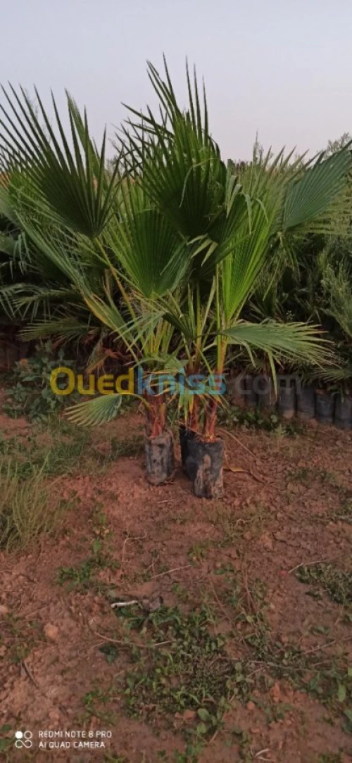 شتلات نخيل واشنطونيا Washingtonia  