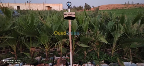 شتلات نخيل واشنطونيا Washingtonia  