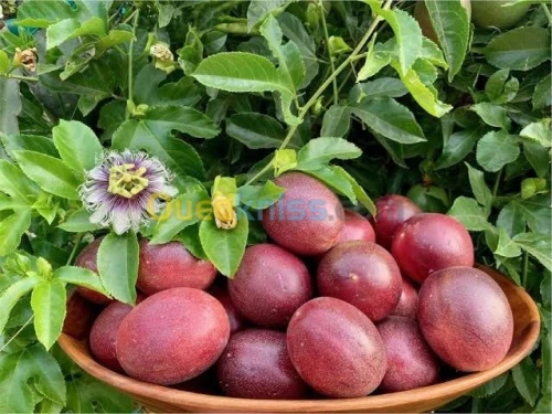 Maracuja violette (fruit de passion)