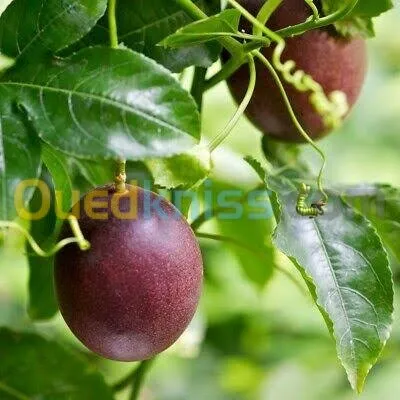 Maracuja violette (fruit de passion)