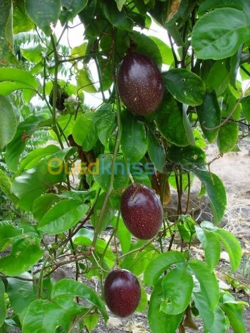 Maracuja violette (fruit de passion)