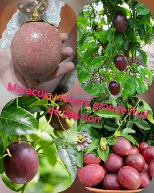 Maracuja violette (fruit de passion)