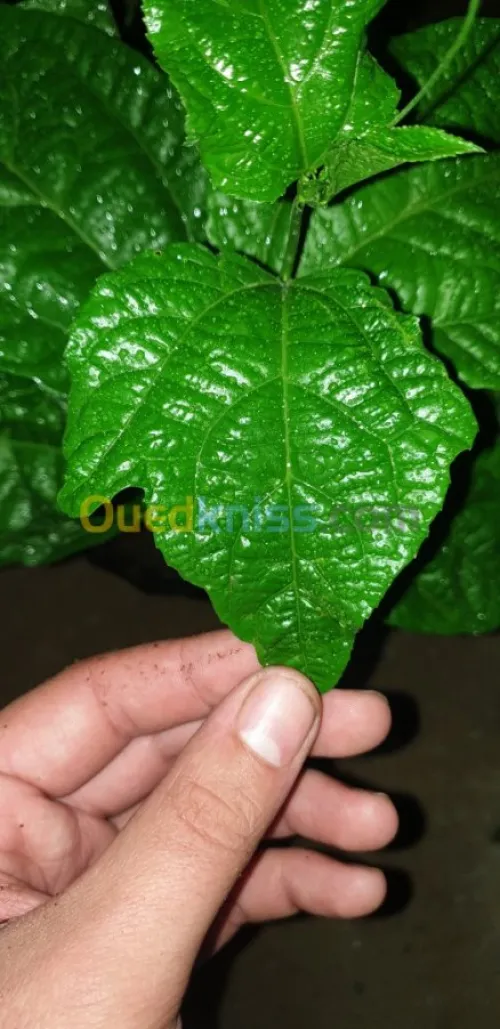 Maracuja violette (fruit de passion)