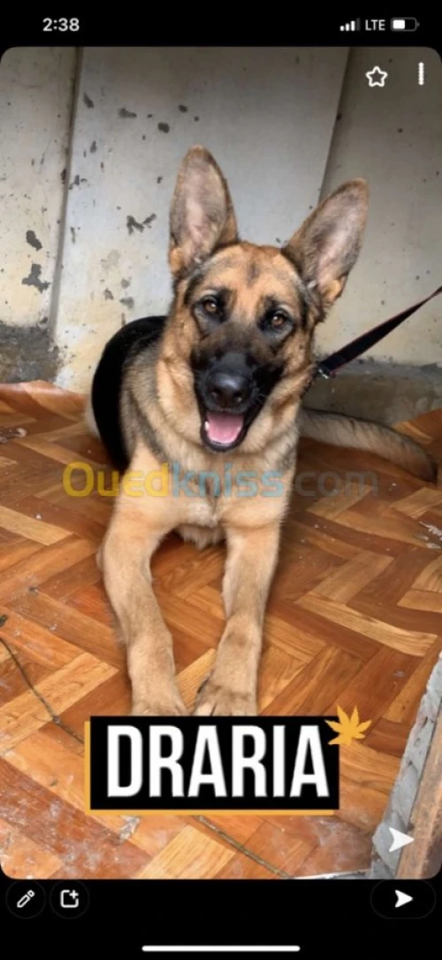 Chiot berger allemand 1 mois