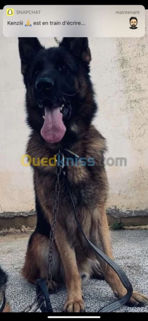 Chiot berger allemand 1 mois