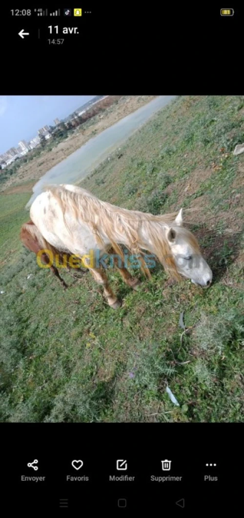 Le cheval 