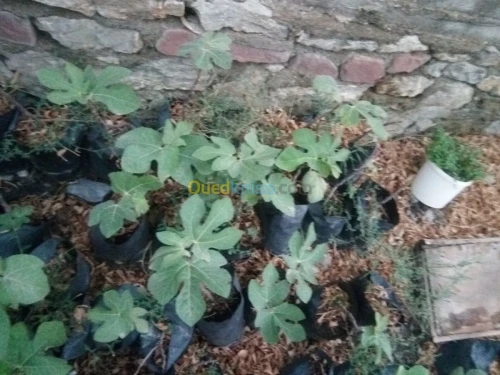 Figuier (Ta3emrawit et Ajenjer) 