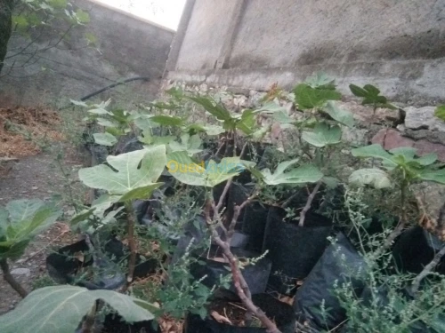 Figuier (Ta3emrawit et Ajenjer) 