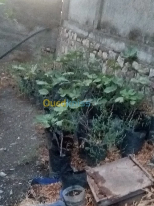 Figuier (Ta3emrawit et Ajenjer) 