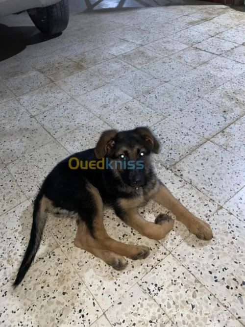 Bergé allemand 