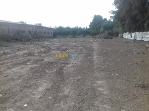 Vente Terrain Alger Sidi moussa