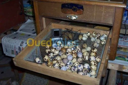 Couveuse des ouefs