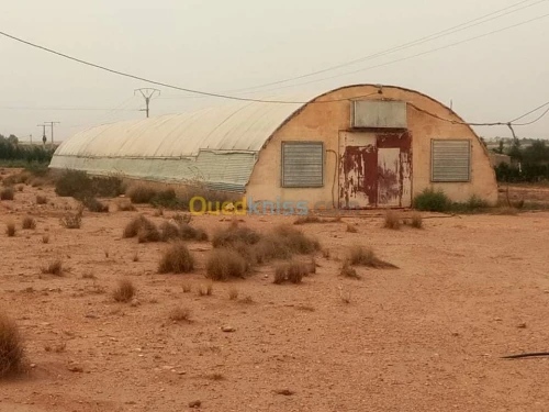 Vente Terrain Agricole Djelfa Ain oussara