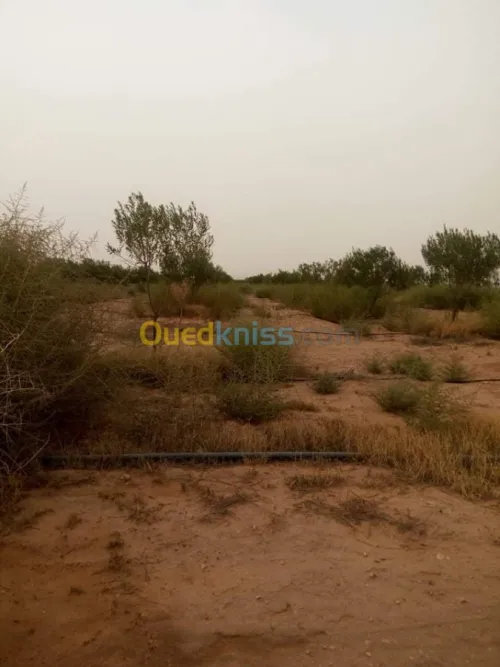 Vente Terrain Agricole Djelfa Ain oussara
