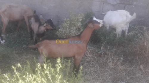 Vente chevres et chevraux