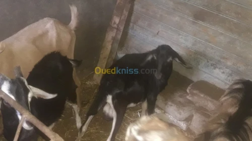 Vente chevres et chevraux