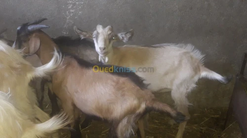 Vente chevres et chevraux