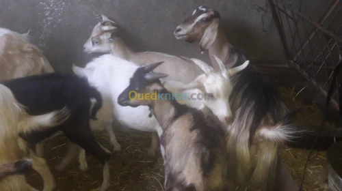 Vente chevres et chevraux