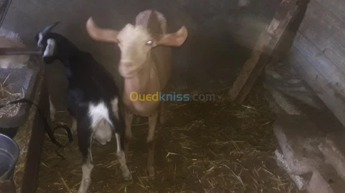 Vente chevres et chevraux