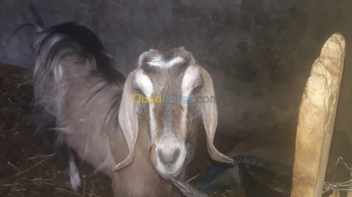 Vente chevres et chevraux