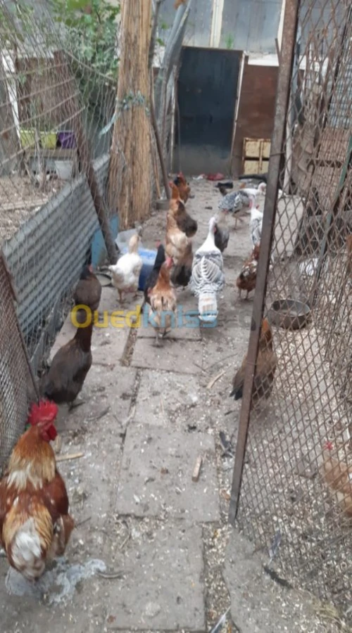 poules / oeufs 