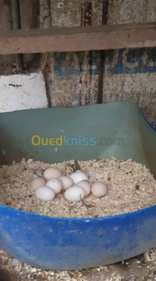 poules / oeufs 