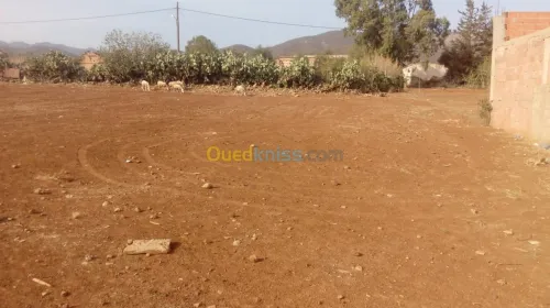 Vente Terrain Ain defla Ain soltane