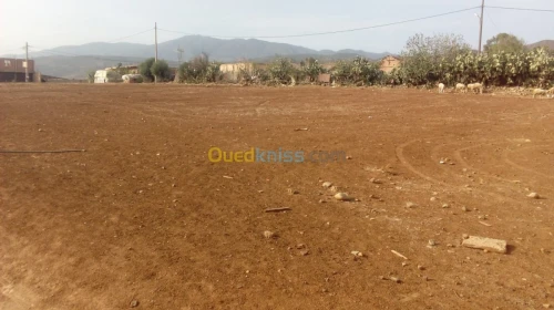 Vente Terrain Ain defla Ain soltane