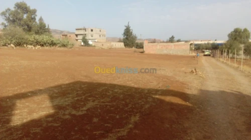 Vente Terrain Ain defla Ain soltane