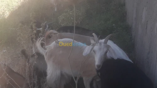  chevres et chevraux