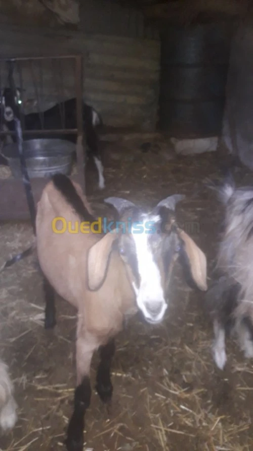  chevres et chevraux