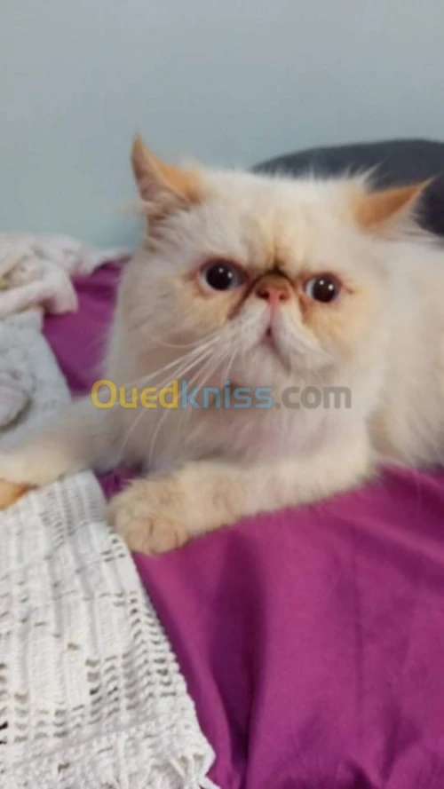 Chat persan pour accouplement 